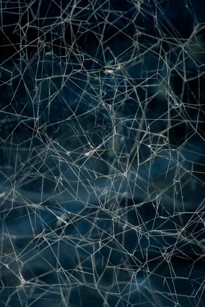 Detailed close-up of an intricate spider web with a dark background.